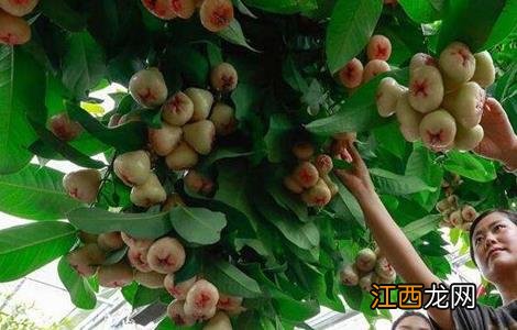 莲雾的栽培管理技术 莲雾设施栽培要点