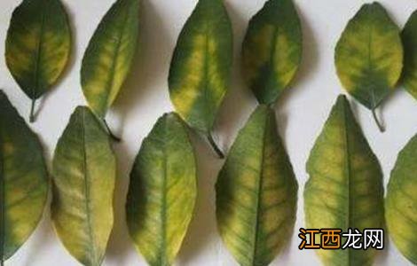 柑橘叶面肥施什么,喷肥注意事项 柑橘叶面肥用什么肥料