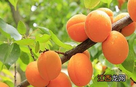 黄桃的科学果园管理技术 黄桃技术栽培技术