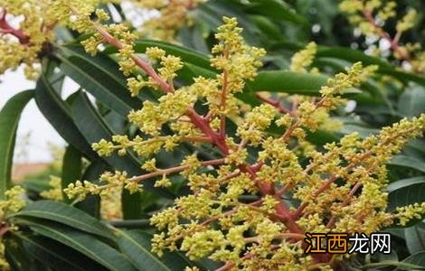 芒果只开花不结果原因及防治方法 芒果只开花不结果原因及防治方法图片