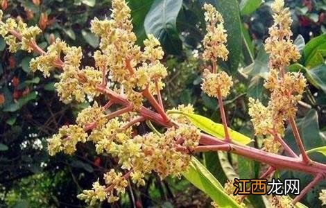 芒果只开花不结果原因及防治方法 芒果只开花不结果原因及防治方法图片