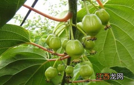 5月份猕猴桃管理技术要点 猕猴桃各个阶段管理要点