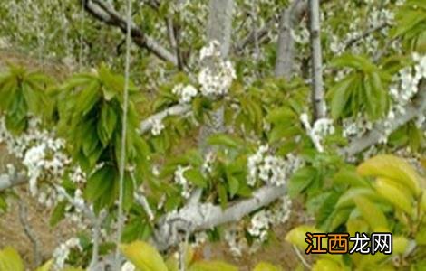 樱桃黄叶原因及防治方法视频 樱桃黄叶原因及防治方法