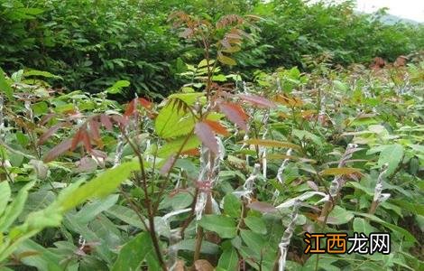 龙眼嫁接技术 龙眼嫁接技术大全视频