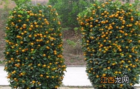 柑桔衰退病 年桔早衰原因及预防措施