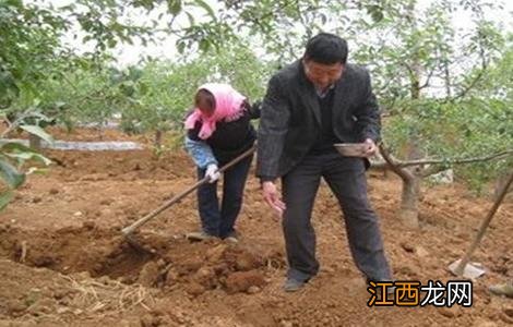 苹果秋季管理 苹果夏季管理技术