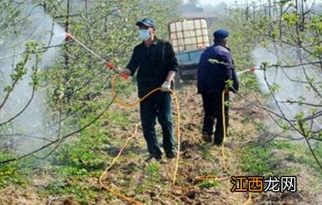 苹果秋季管理 苹果夏季管理技术