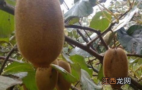 猕猴桃裂果是什么原因 猕猴桃裂果原因及防治措施