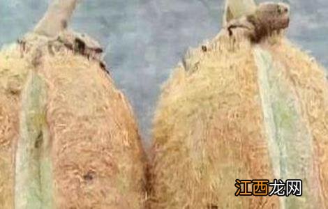 猕猴桃裂果是什么原因 猕猴桃裂果原因及防治措施