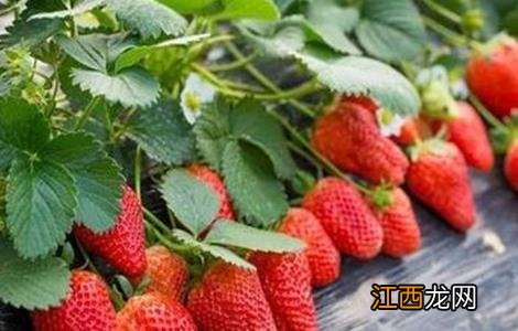 奶油草莓种植技术 奶油草莓种植技术和管理