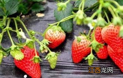 奶油草莓种植技术 奶油草莓种植技术和管理