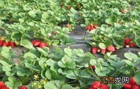 奶油草莓种植技术 奶油草莓种植技术和管理