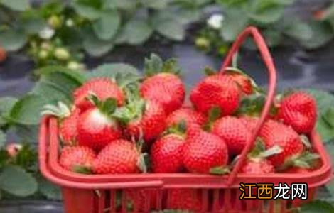 奶油草莓种植技术 奶油草莓种植技术和管理