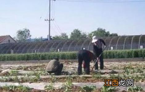 西瓜整枝压蔓技术视频 西瓜整枝压蔓技术