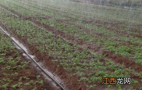 葡萄节水灌溉方法视频 葡萄节水灌溉方法