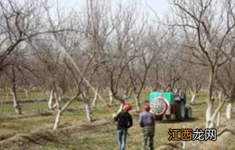 杏树的施肥方法 杏树怎样施肥