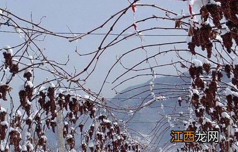 冰葡萄的种植技术 冰葡萄种植技术以及每亩投资多少