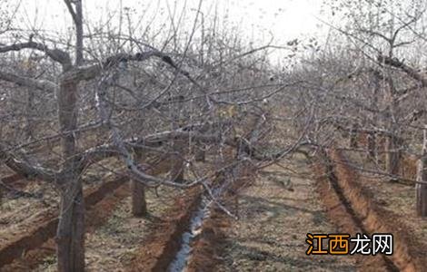 苹果树抗寒吗 苹果树越冬防寒措施