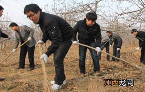 苹果树抗寒吗 苹果树越冬防寒措施