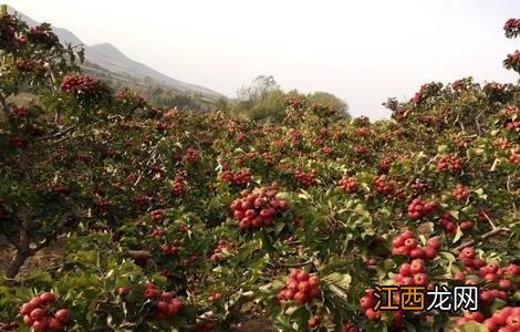 山楂树整形修剪技术 山楂树整形修剪技术