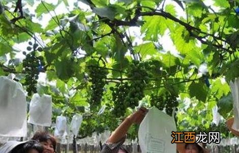 葡萄套袋前的注意事项 给葡萄套袋需要注意什么