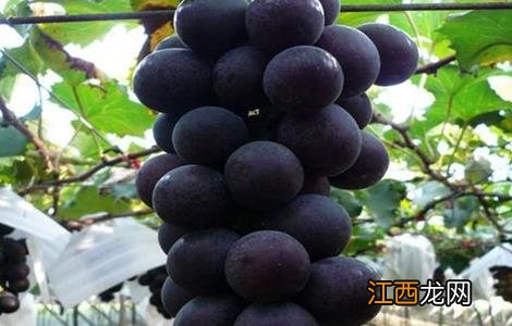 葡萄套袋前的注意事项 给葡萄套袋需要注意什么