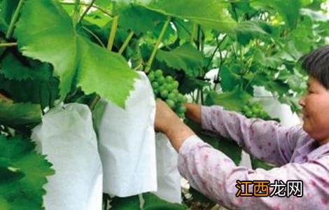 葡萄套袋前的注意事项 给葡萄套袋需要注意什么