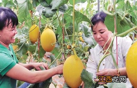 种植哈密瓜的田间管理 哈密瓜种植管理方法