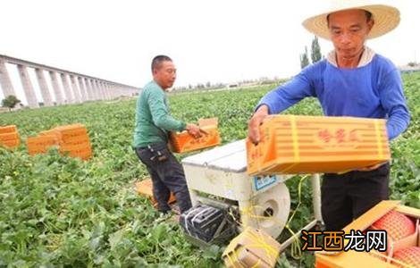 种植哈密瓜的田间管理 哈密瓜种植管理方法