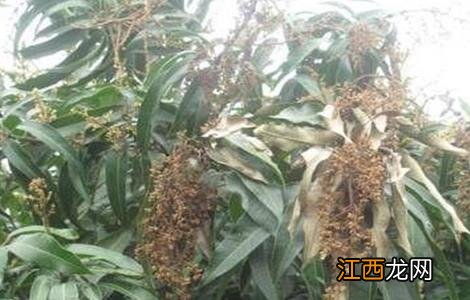 芒果早花的预防措施 种植芒果如何预防早花出现