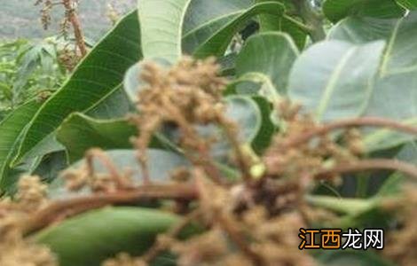 芒果早花的预防措施 种植芒果如何预防早花出现