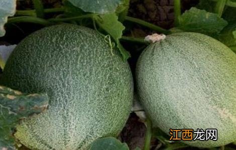 哈密瓜苗期病害 哈密瓜死苗是怎么回事