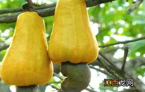 腰果种植条件 腰果种植条件和方法