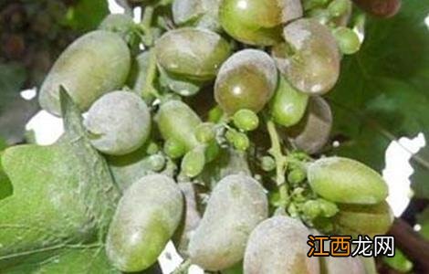 葡萄裂果的原因 葡萄裂果的原因和防治
