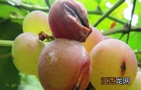 葡萄裂果的原因 葡萄裂果的原因和防治