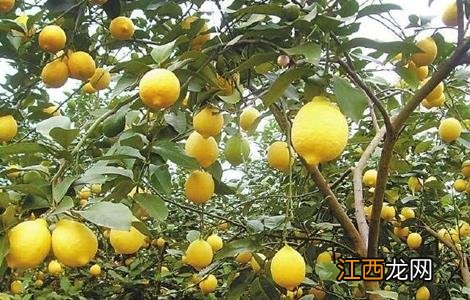 柠檬的病虫害有哪些 柠檬的常见病虫害及防治