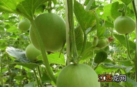 甜瓜种子价格及种植方法视频 甜瓜种子价格及种植方法