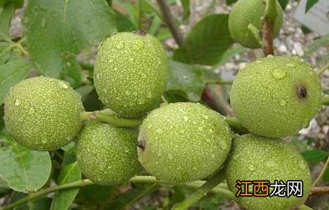 核桃苗育苗技术视频 核桃苗育苗技术