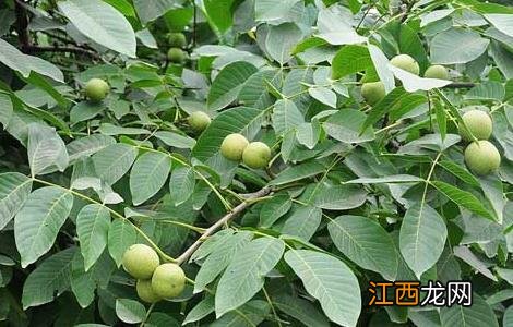 核桃苗育苗技术视频 核桃苗育苗技术