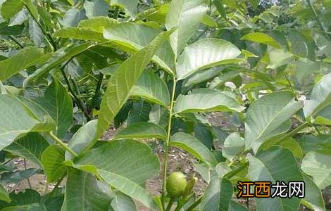 核桃苗育苗技术视频 核桃苗育苗技术