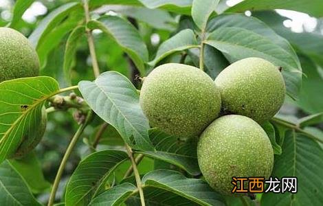 核桃苗育苗技术视频 核桃苗育苗技术