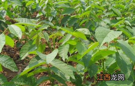 核桃苗育苗技术视频 核桃苗育苗技术