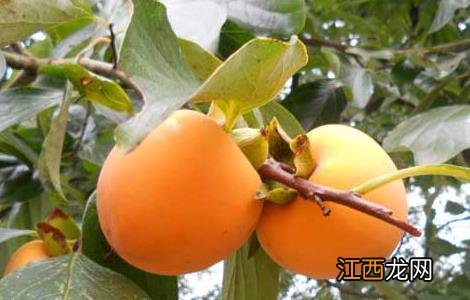 柿子的产地有哪些地方 柿子的产地有哪些地方?