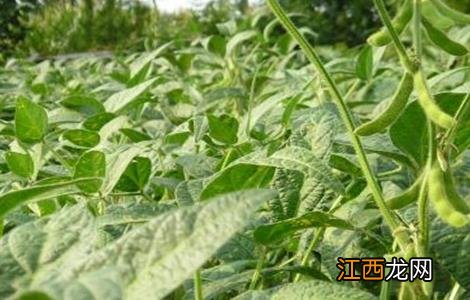 春天早毛豆怎么种 早春毛豆结荚少原因及防治