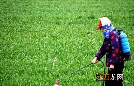 小麦冬前除草注意事项 小麦冬前除草注意事项有哪些