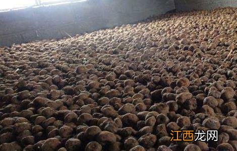 魔芋的贮藏方法 魔芋的储存方法