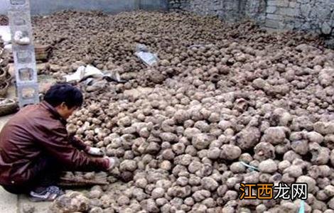 魔芋的贮藏方法 魔芋的储存方法