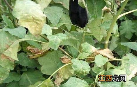 茄子施肥多了怎么办 茄子肥害怎么办