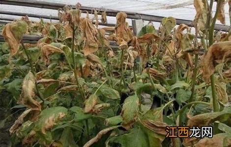 茄子施肥多了怎么办 茄子肥害怎么办