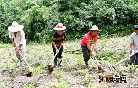 魔芋怎么除草 魔芋除草方法及注意事项